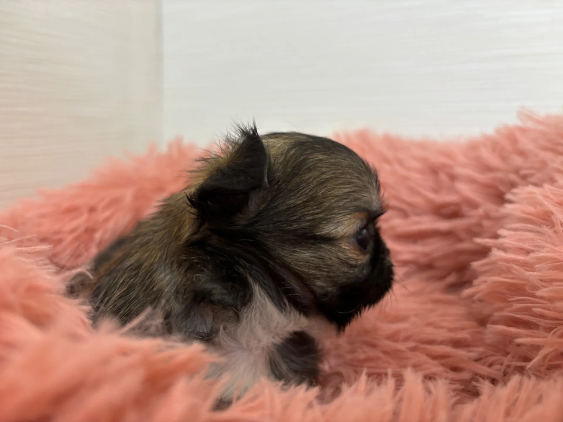 チワワ(ロング)男の子