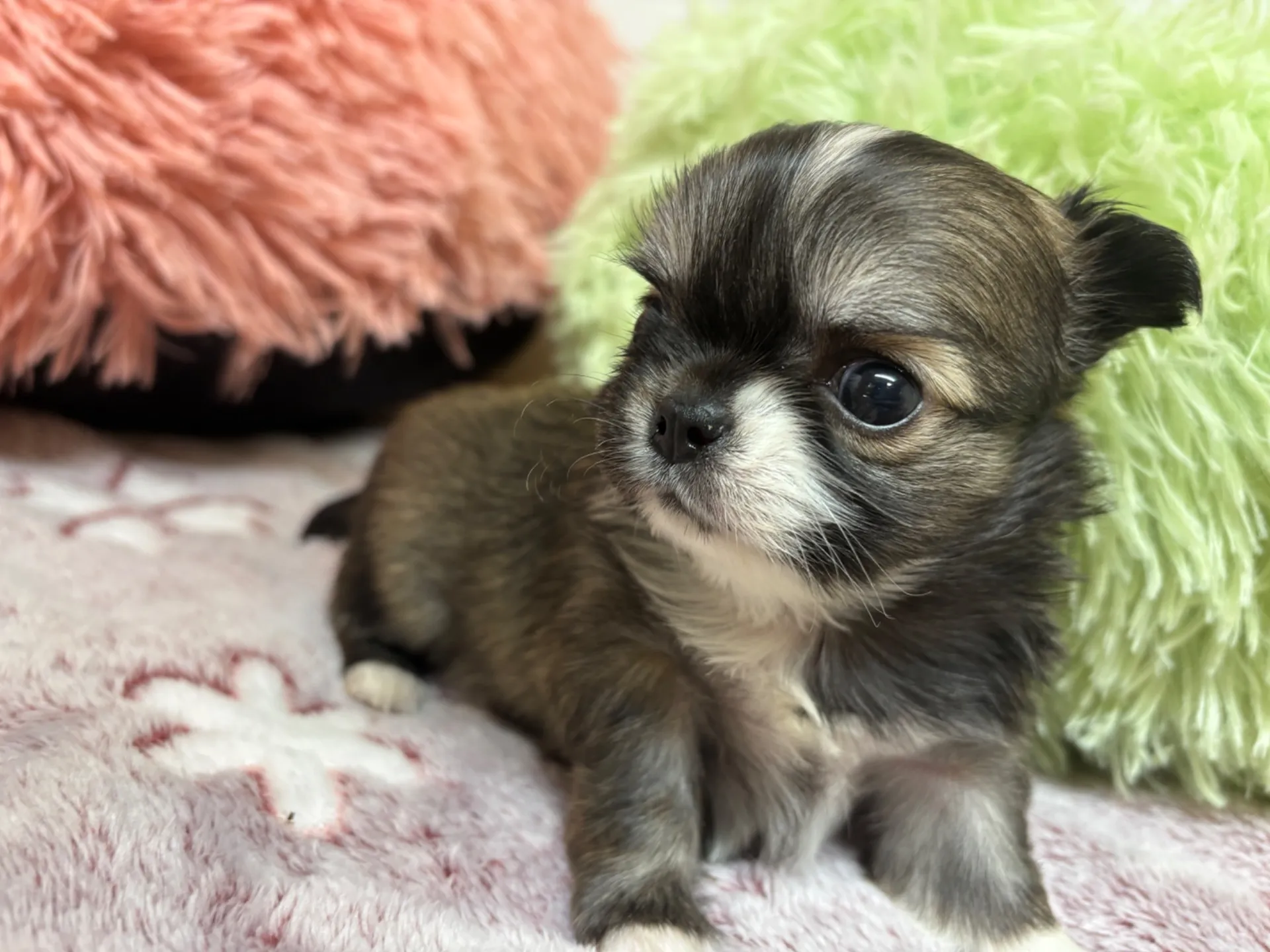 チワワ(ロング)男の子