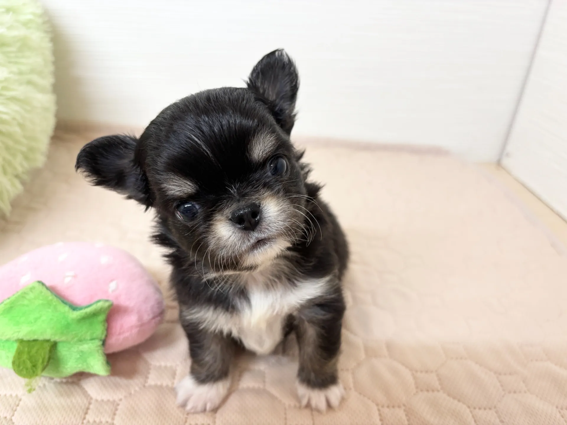 チワワ(ロング)男の子