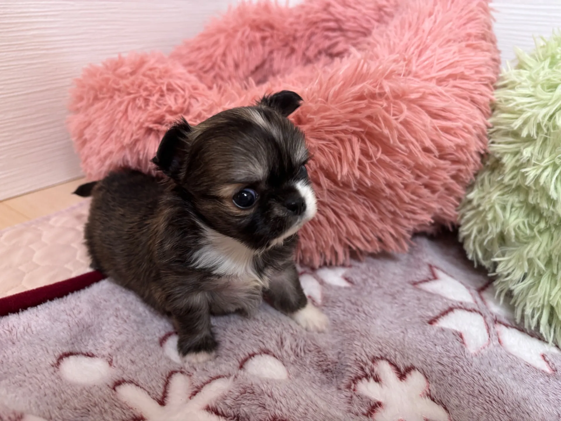 チワワ(ロング)男の子