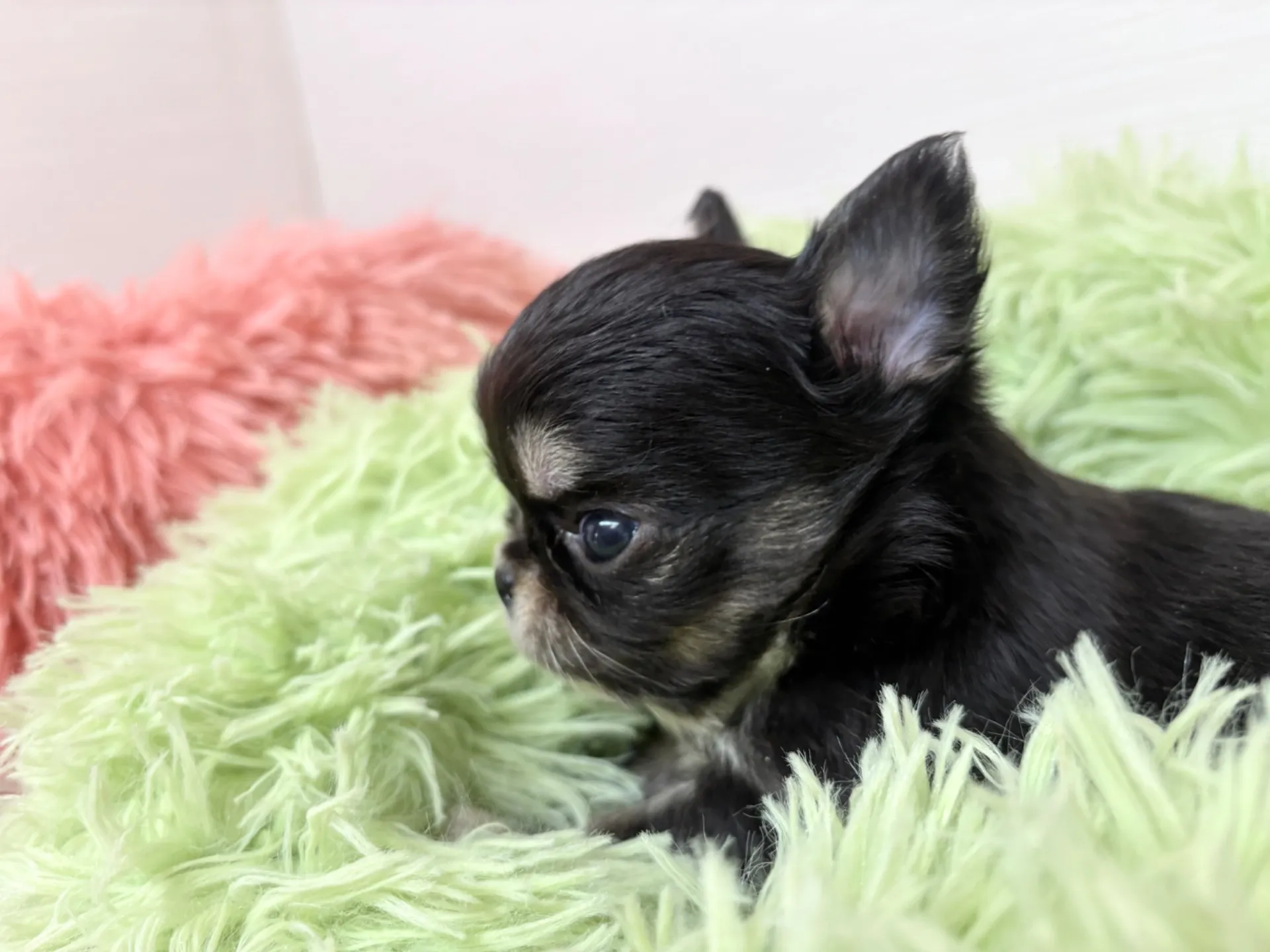 チワワ(ロング)男の子