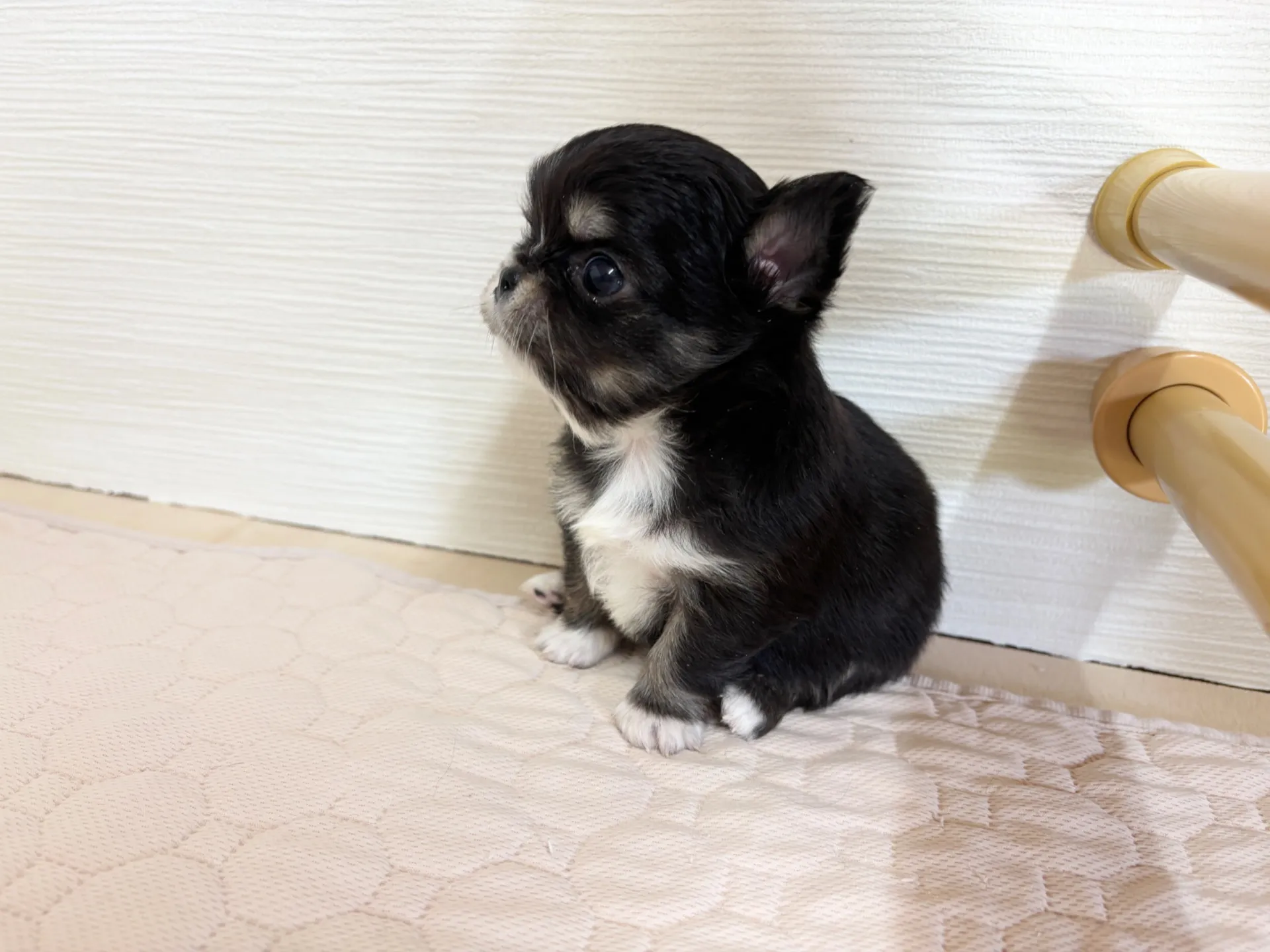 チワワ(ロング)男の子