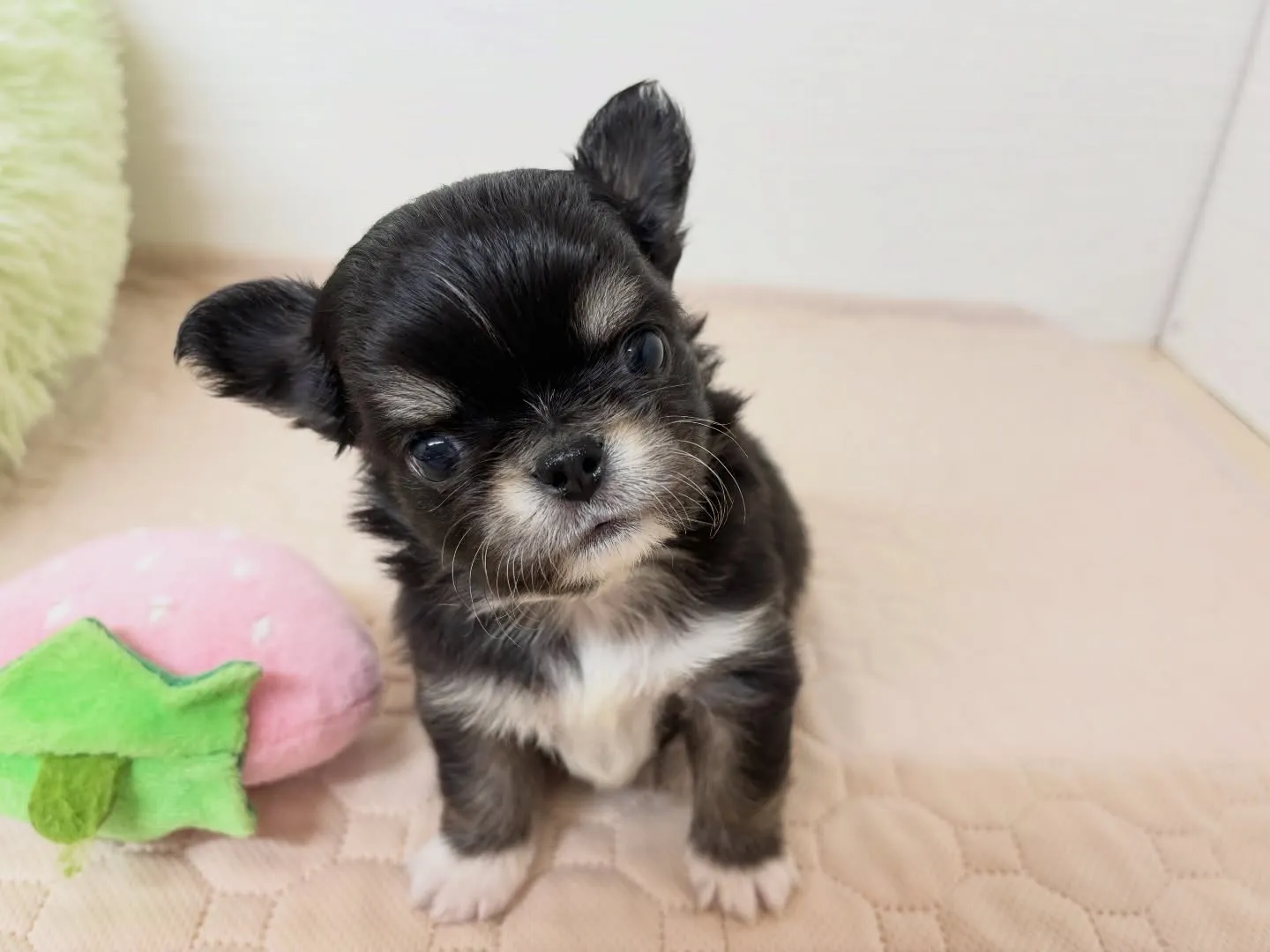 筑後市のるぴなすがご家族様募集始めます!♡