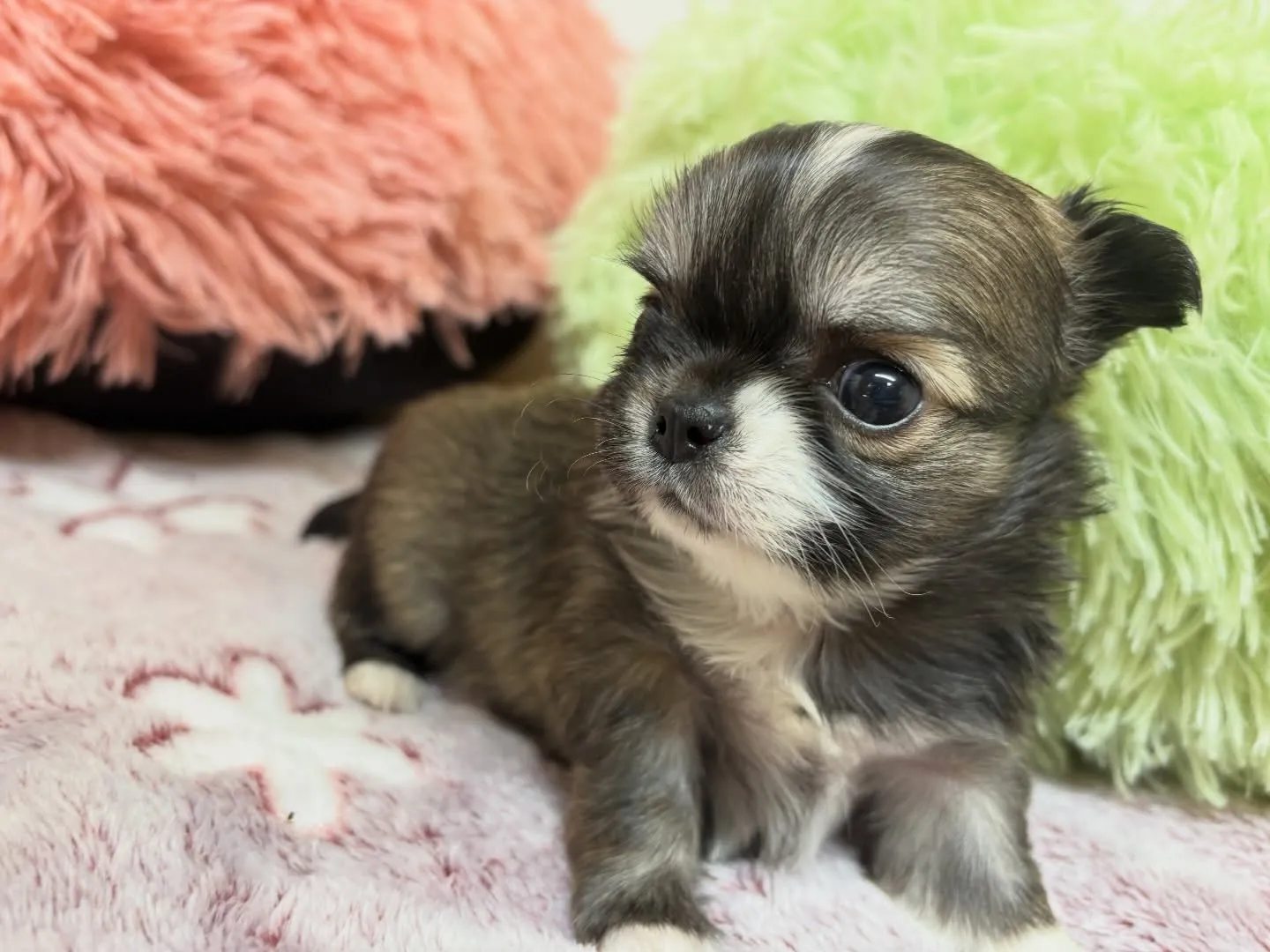 筑後市のるぴなすがご家族様募集始めます!♡