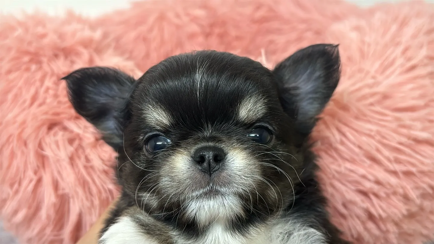 チワワ(ロング)男の子