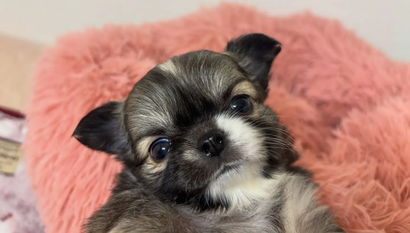 チワワ(ロング)女の子