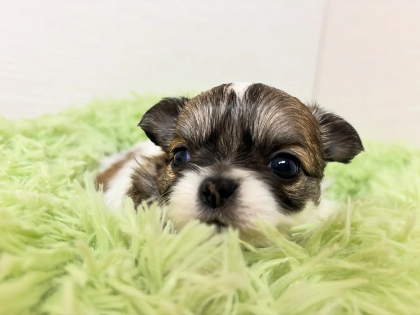 チワワ(ロング)男の子