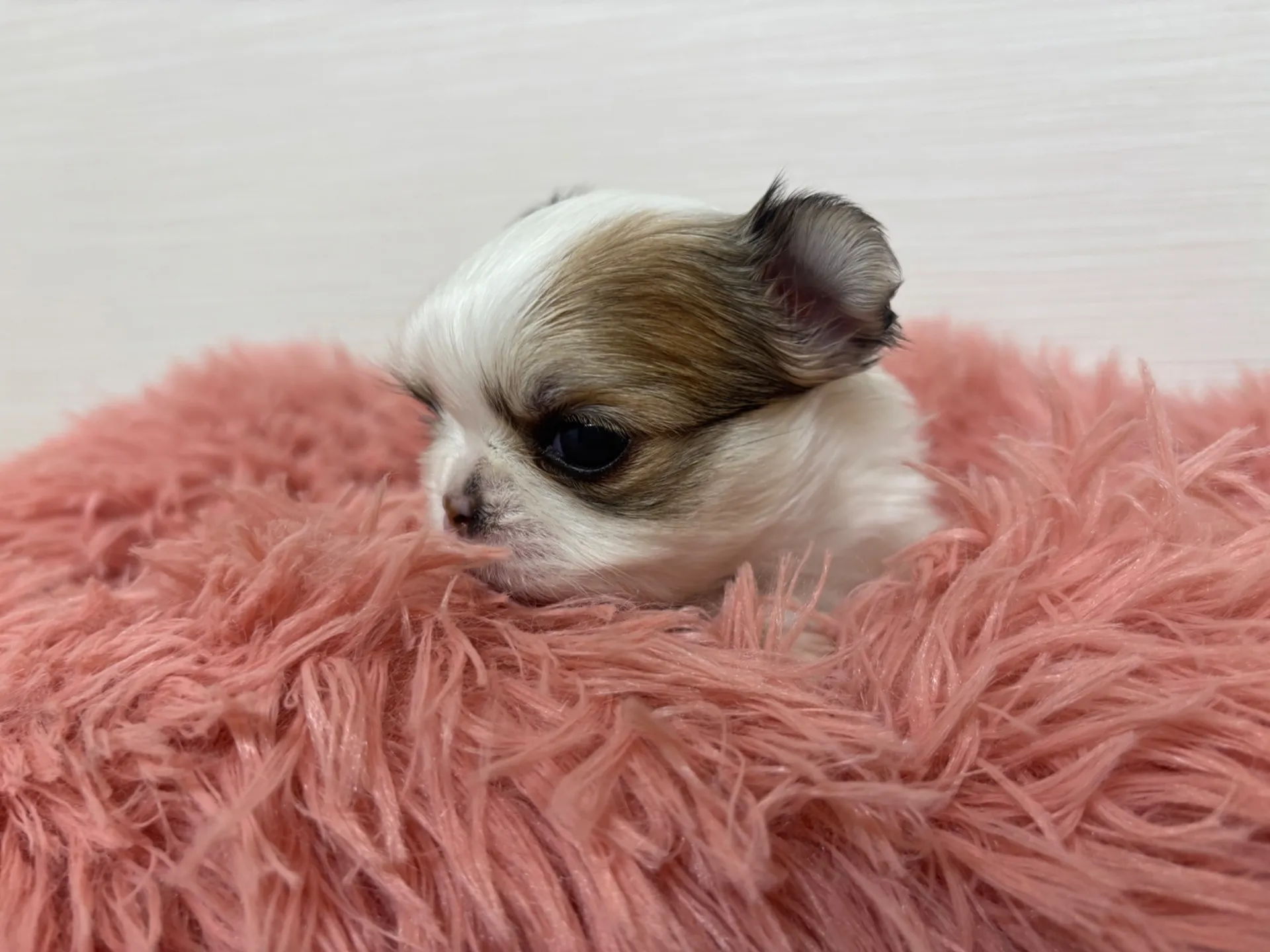 チワワ(ロング)女の子