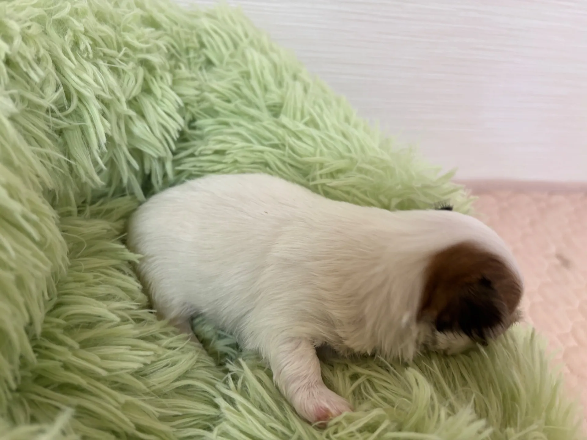 チワワ(ロング)女の子