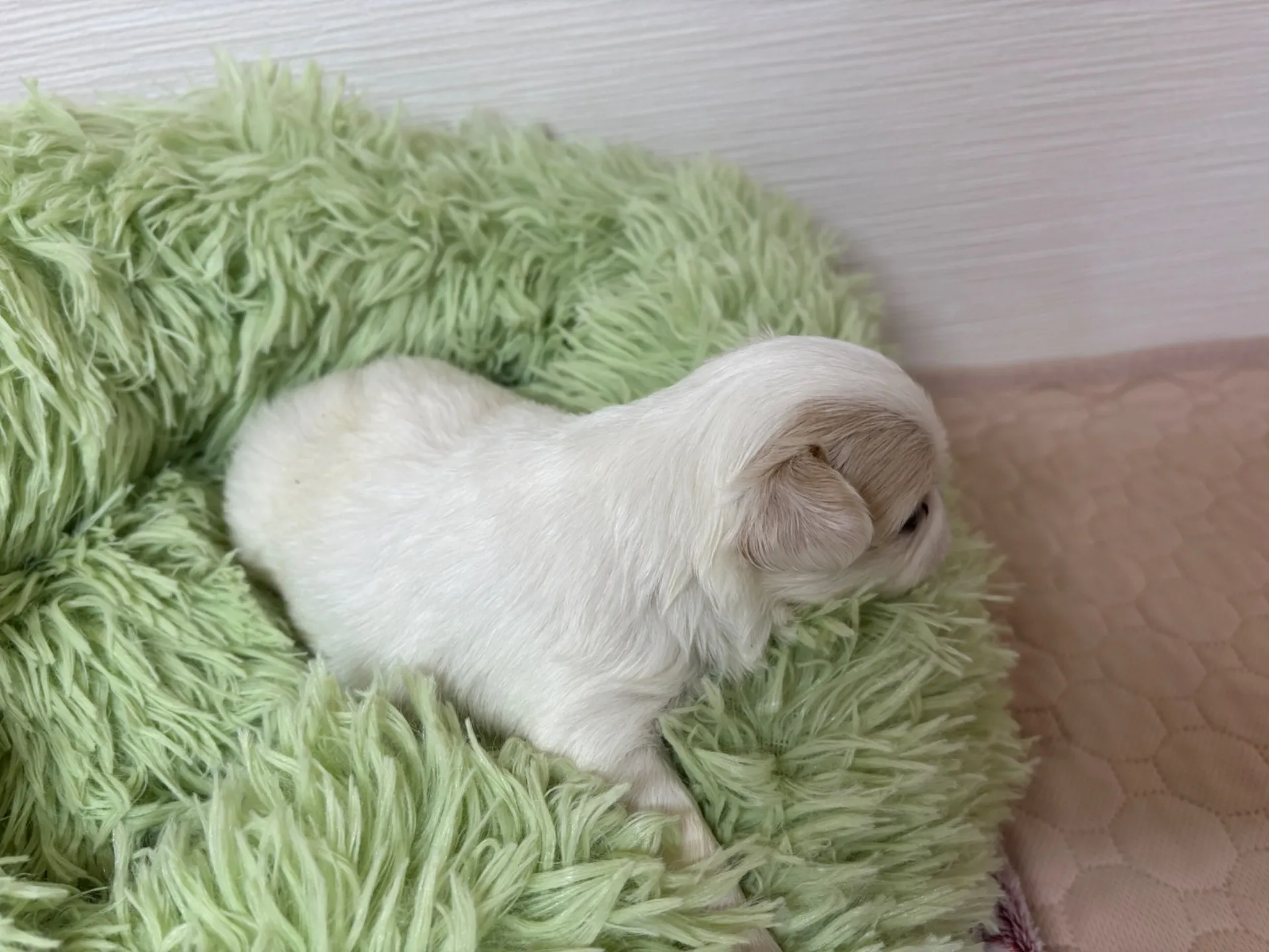 チワワ(ロング)男の子