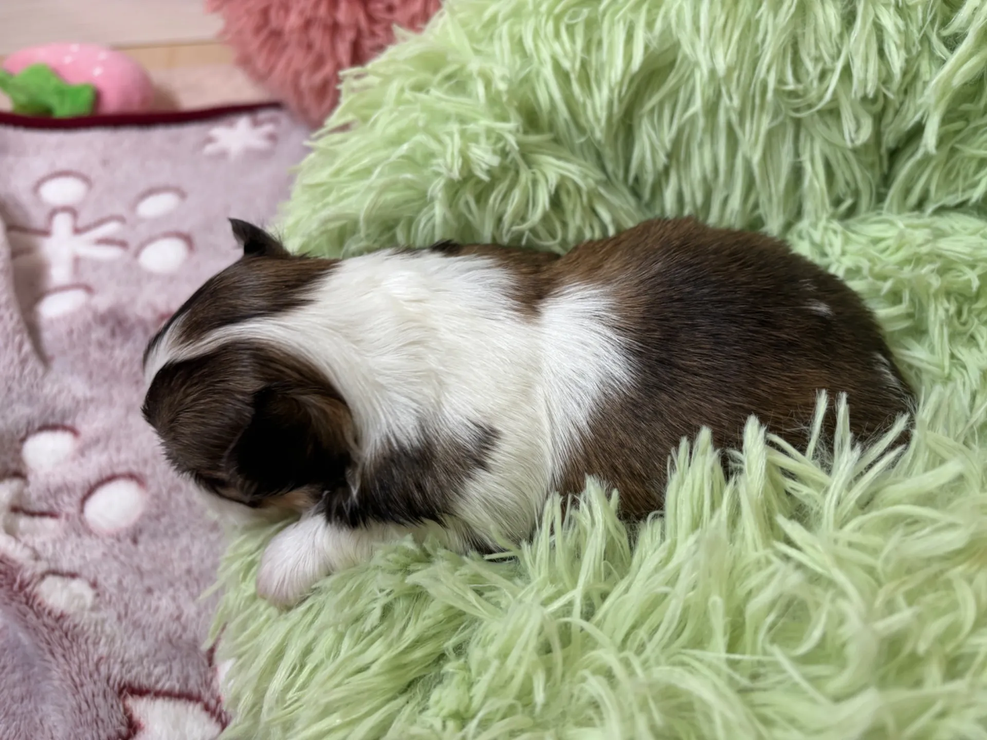 チワワ(ロング)女の子