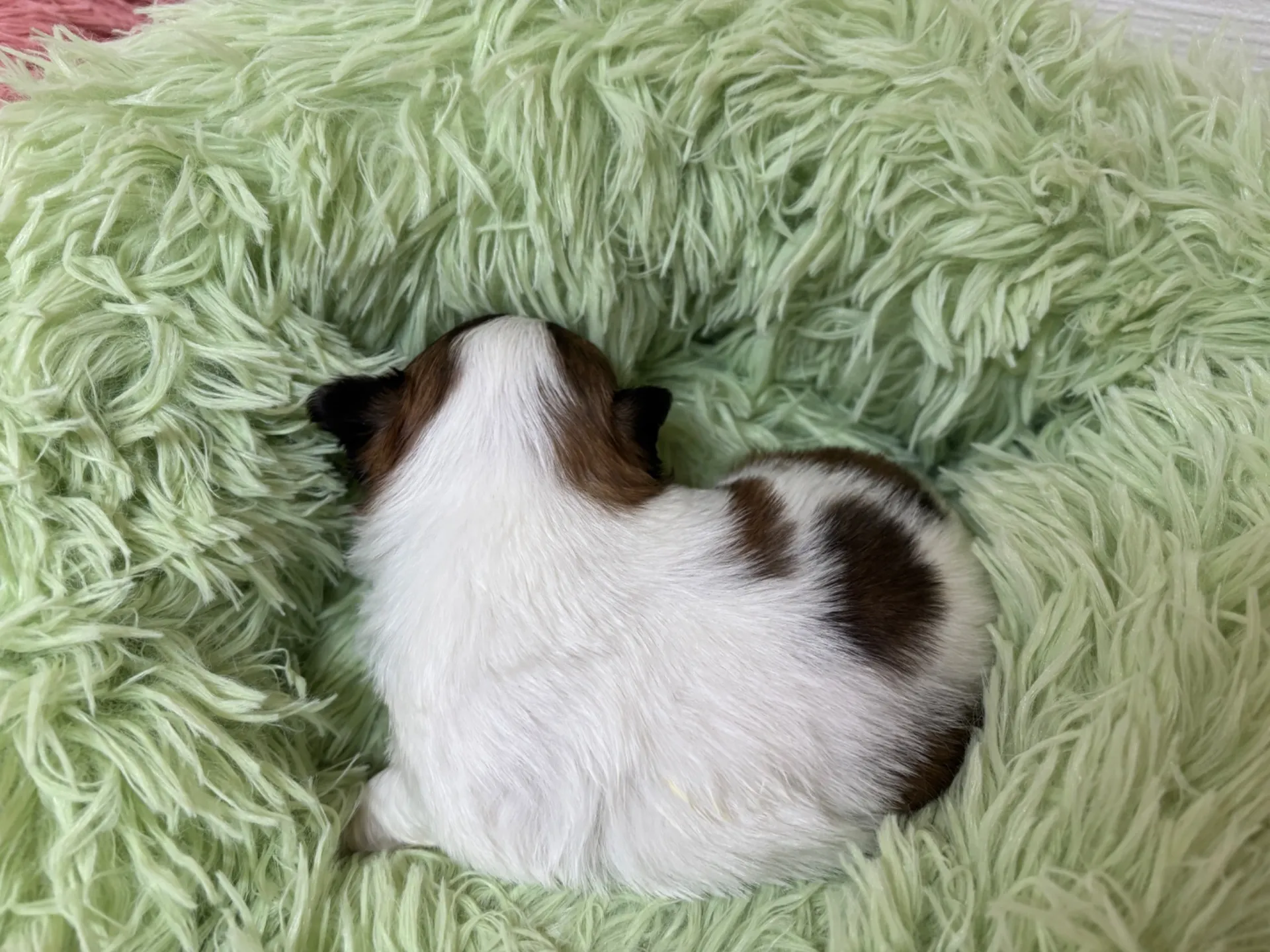 チワワ(ロング)男の子