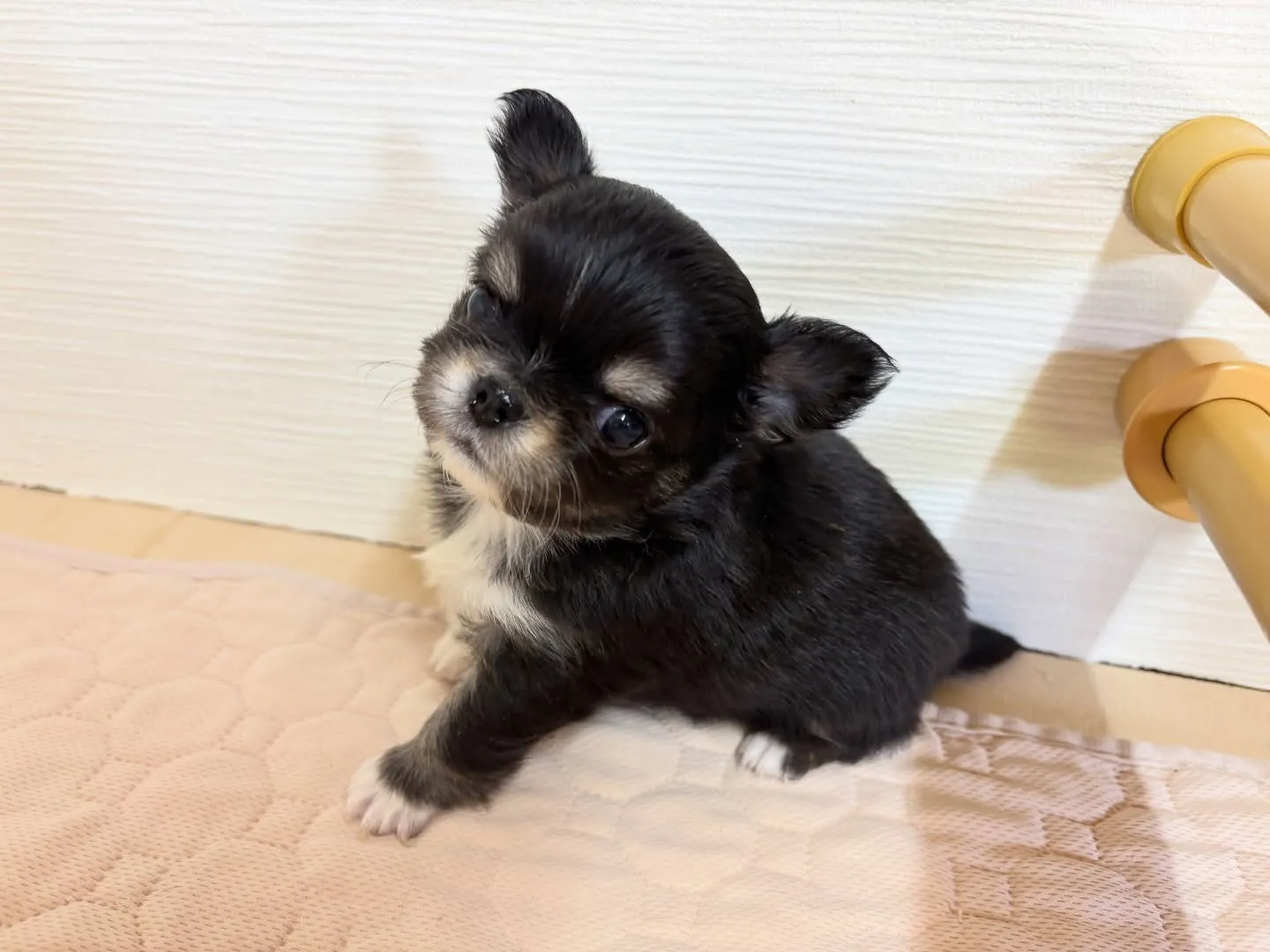 ご家族様決まりました！╰(*´︶`*)╯♡