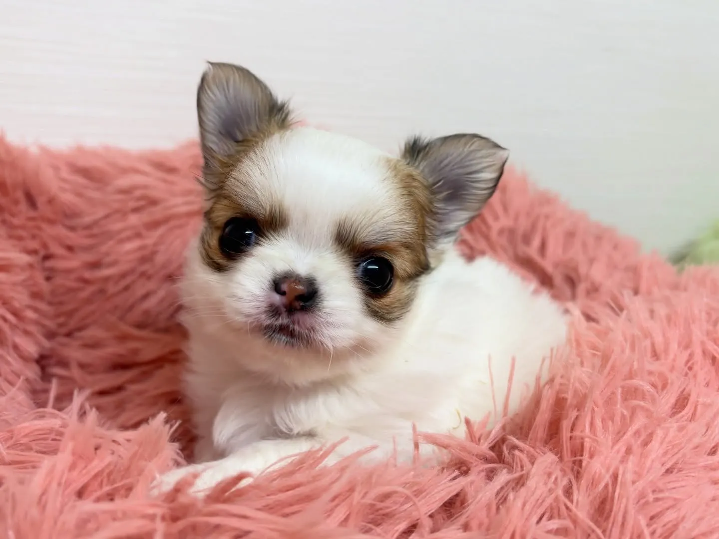 筑後市のるぴなすがまだまだご家族様募集してます(＾ｰ^)⭐︎