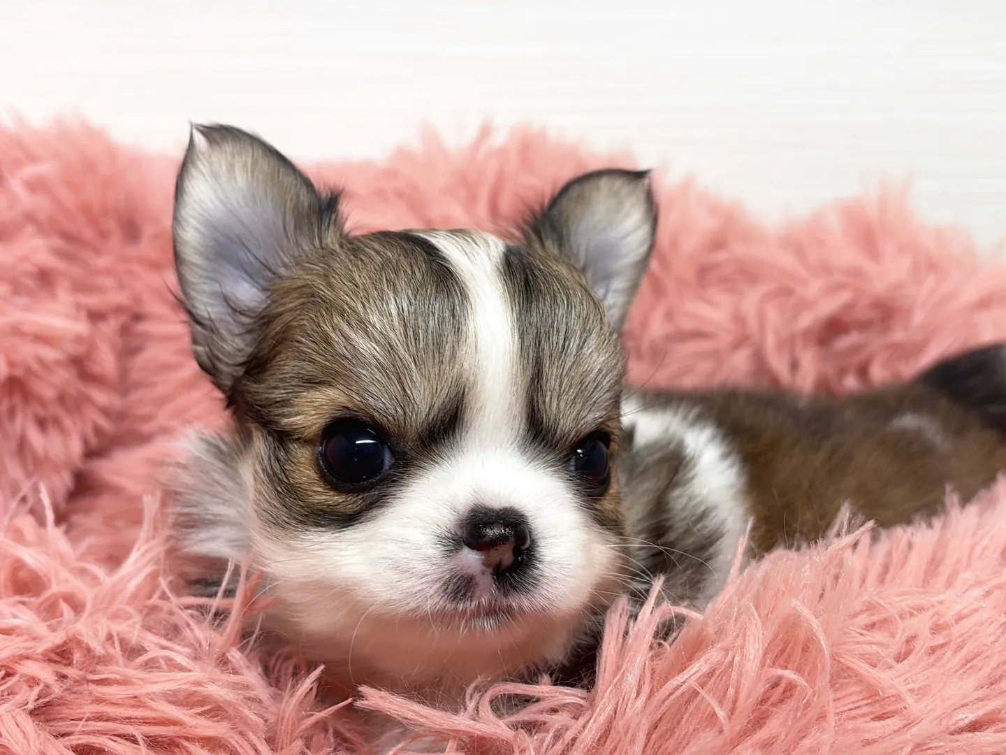 筑後市のるぴなすがまだまだご家族様募集してます(＾ｰ^)⭐︎