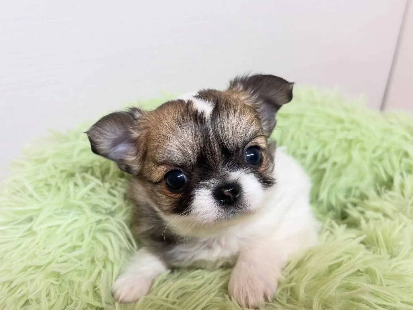 筑後市のるぴなすがまだまだご家族様募集してます(＾ｰ^)⭐︎