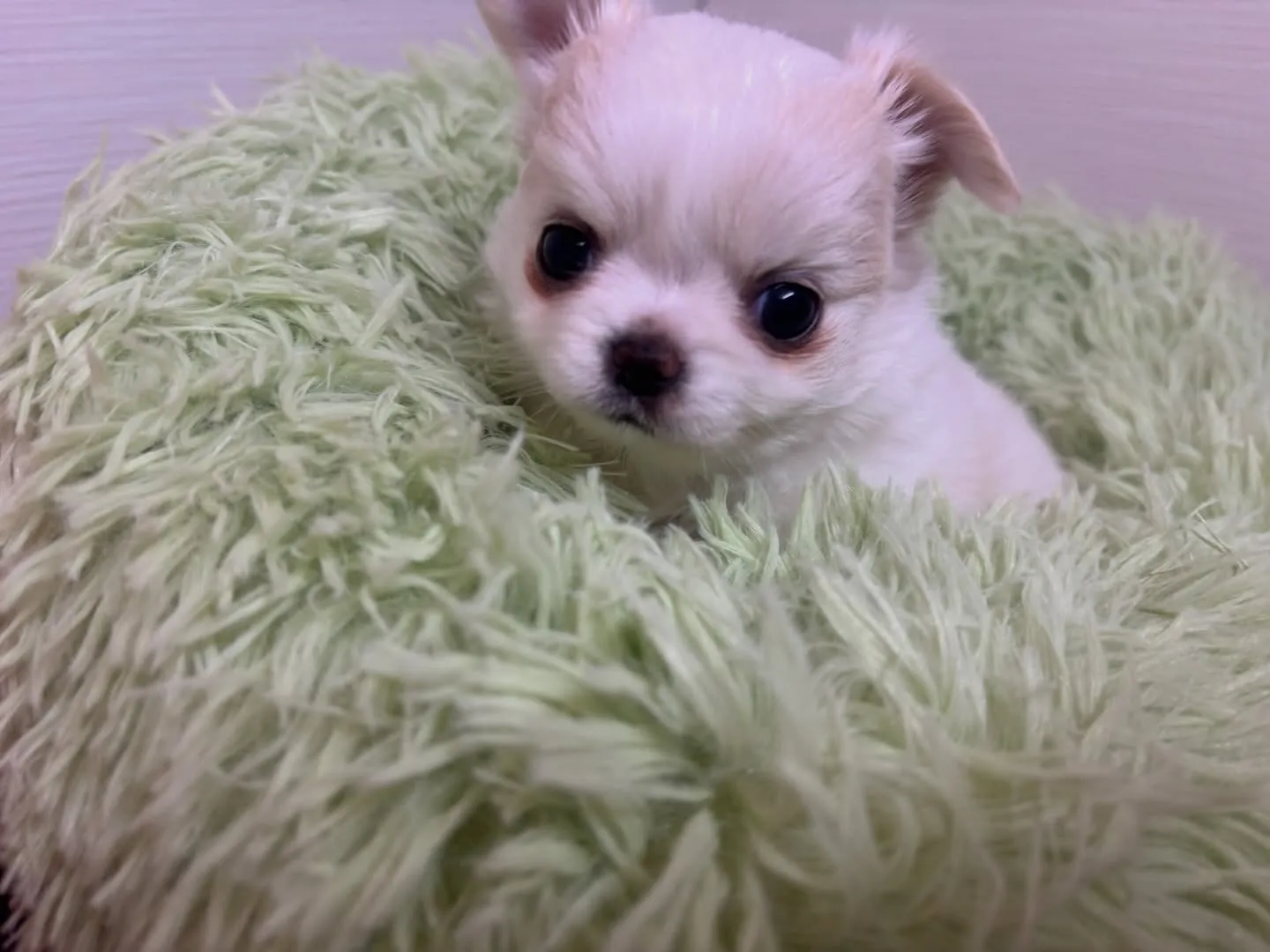 筑後市のるぴなすがまだまだご家族様募集してます(＾ｰ^)⭐︎