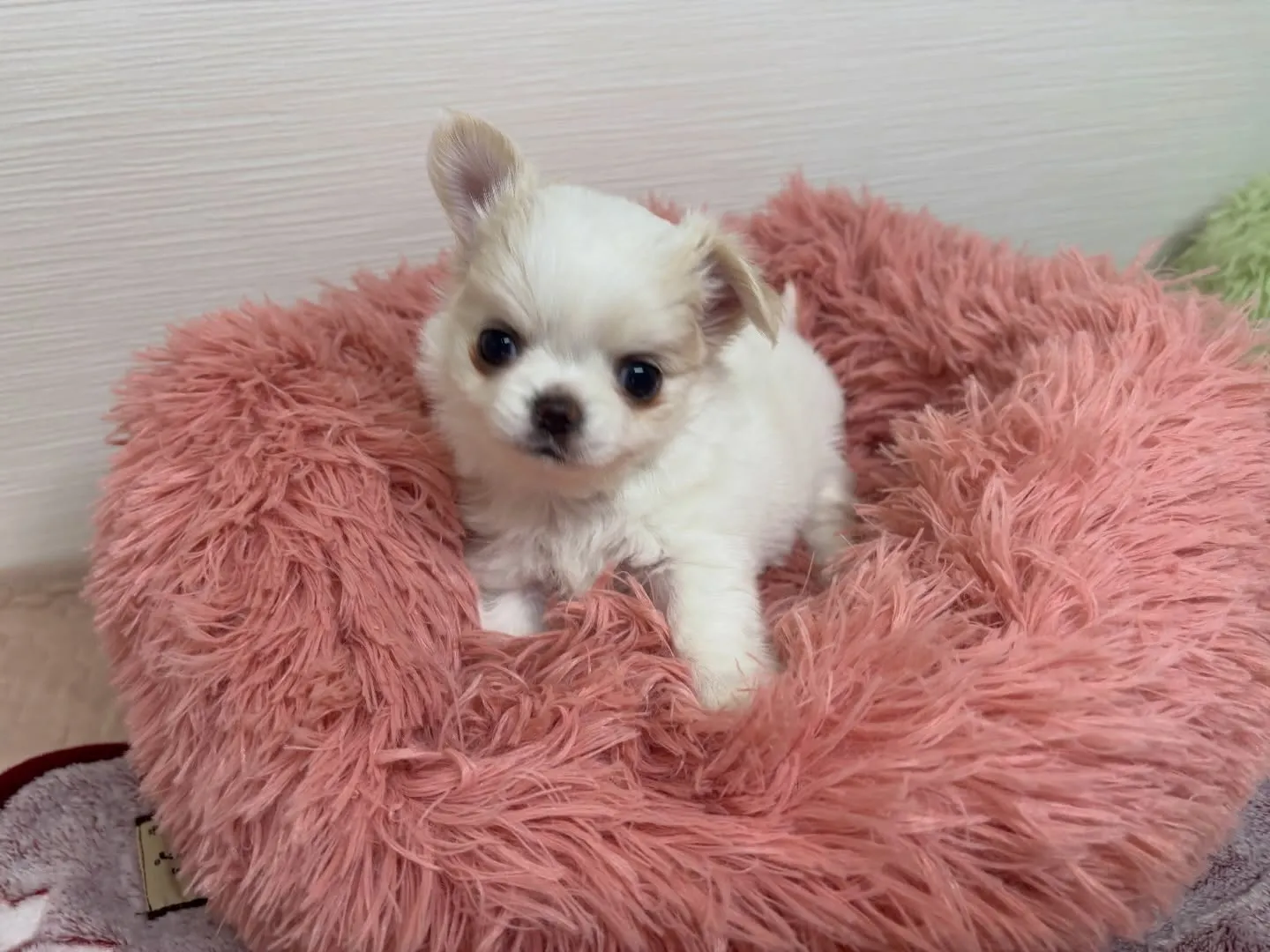 筑後市のるぴなすがまだまだご家族様募集してます(＾ｰ^)⭐︎