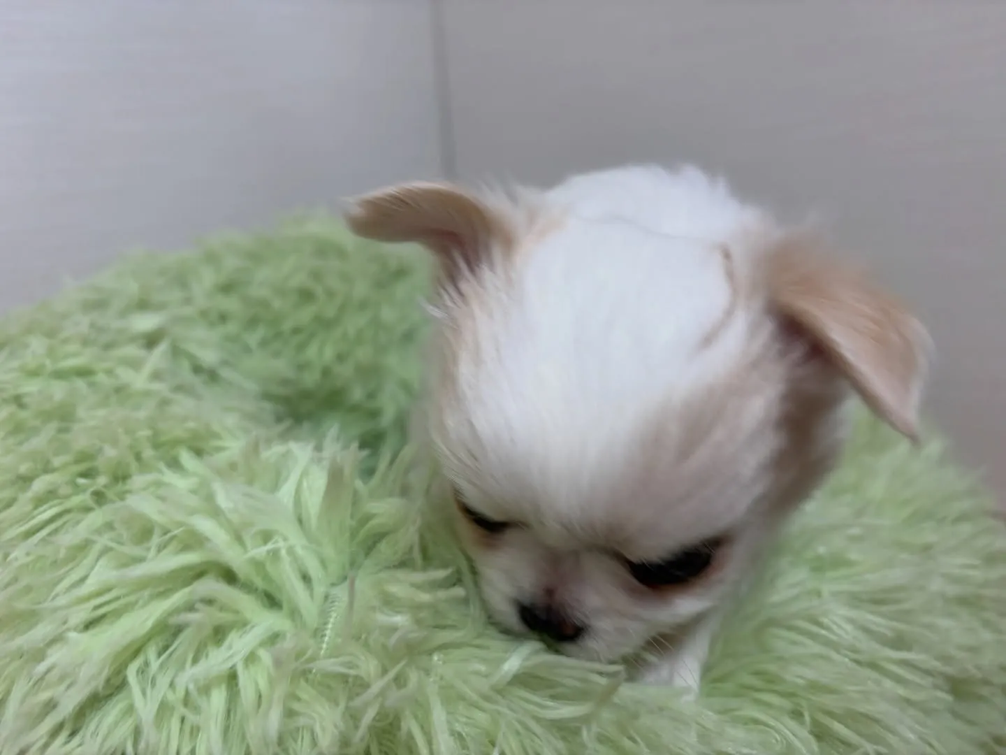 筑後市のるぴなすがまだまだご家族様募集してます(＾ｰ^)⭐︎