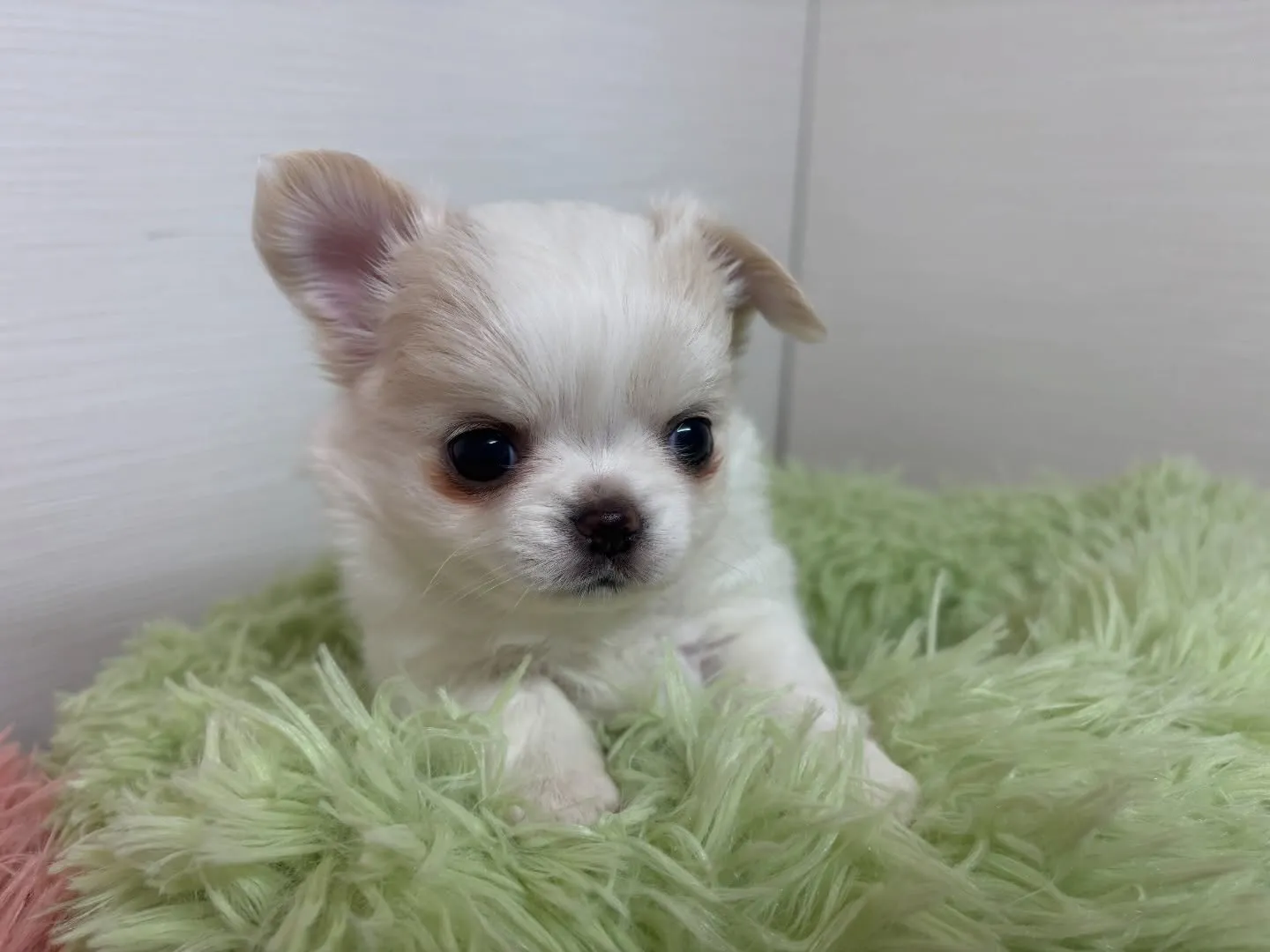 筑後市のるぴなすがまだまだご家族様募集してます(＾ｰ^)⭐︎