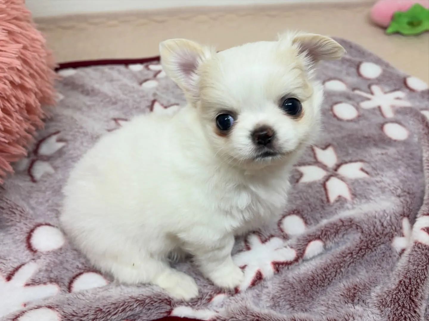 筑後市のるぴなすがまだまだご家族様募集してます(＾ｰ^)⭐︎