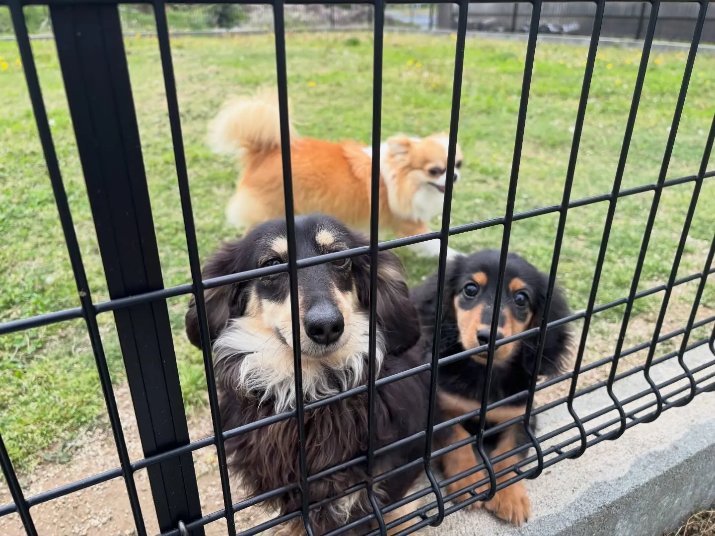 お外デビュー♡(*≧∀≦*)