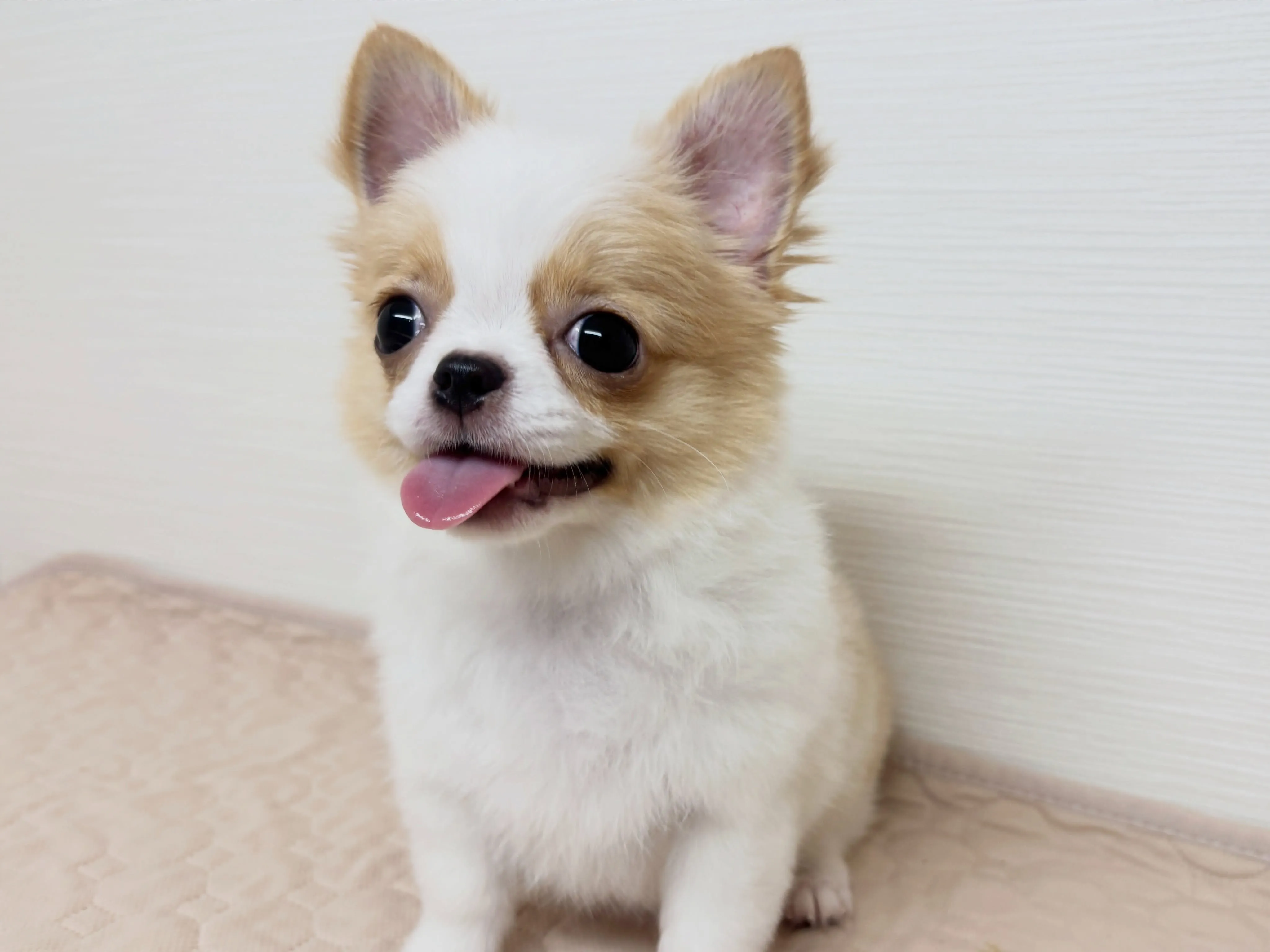 ご家族様決まりました♡(*^ω^*)