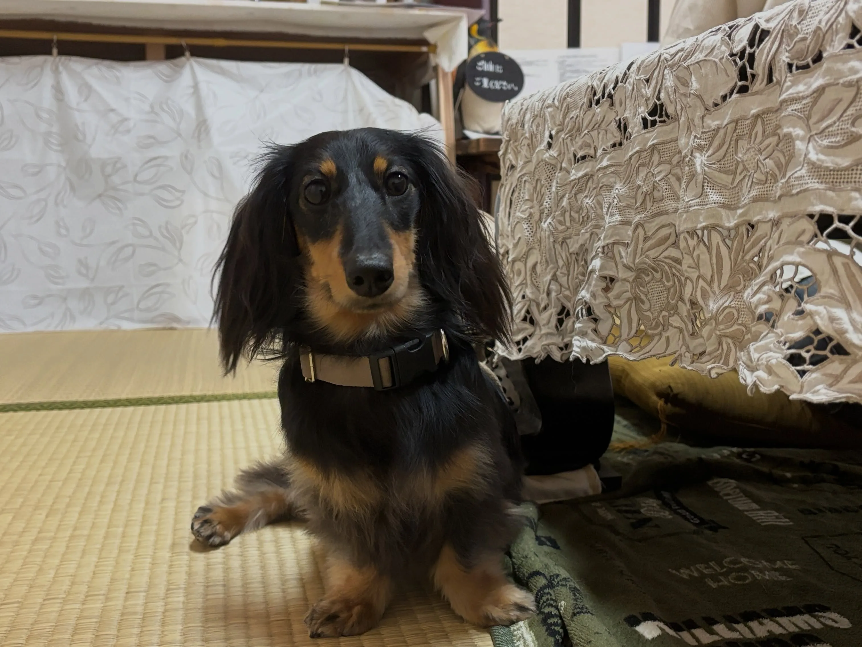 遊びに来てくれました(о´∀`о)✳︎