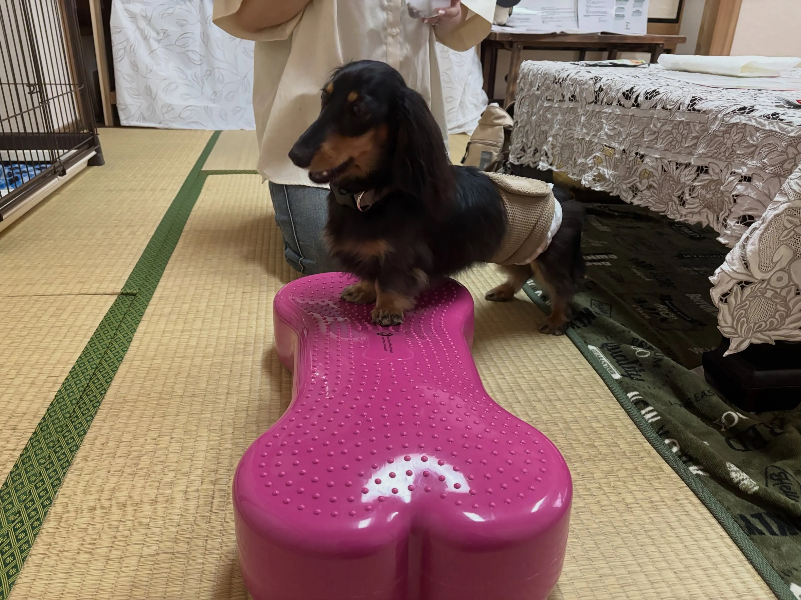 遊びに来てくれました(о´∀`о)✳︎