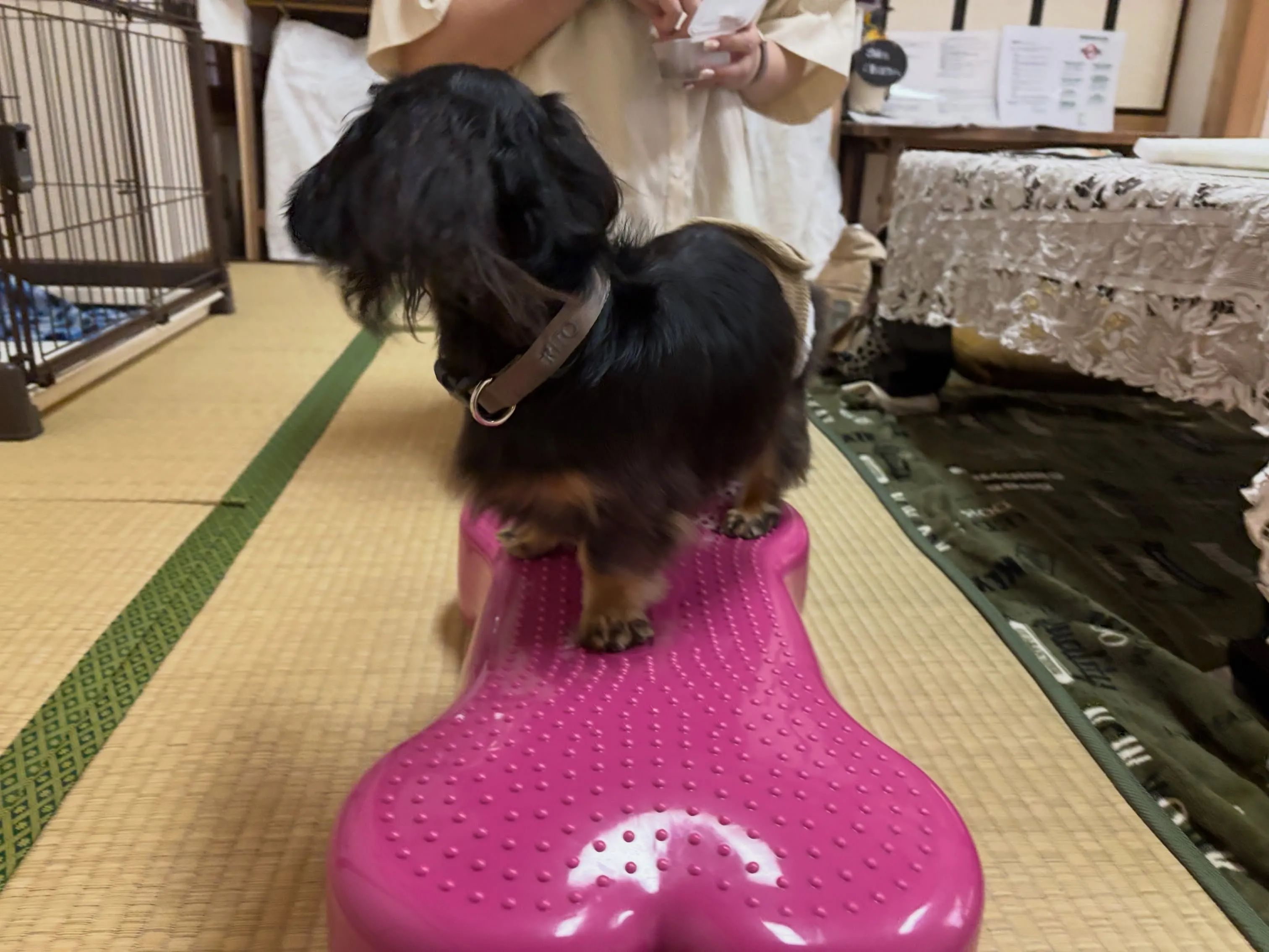 遊びに来てくれました(о´∀`о)✳︎