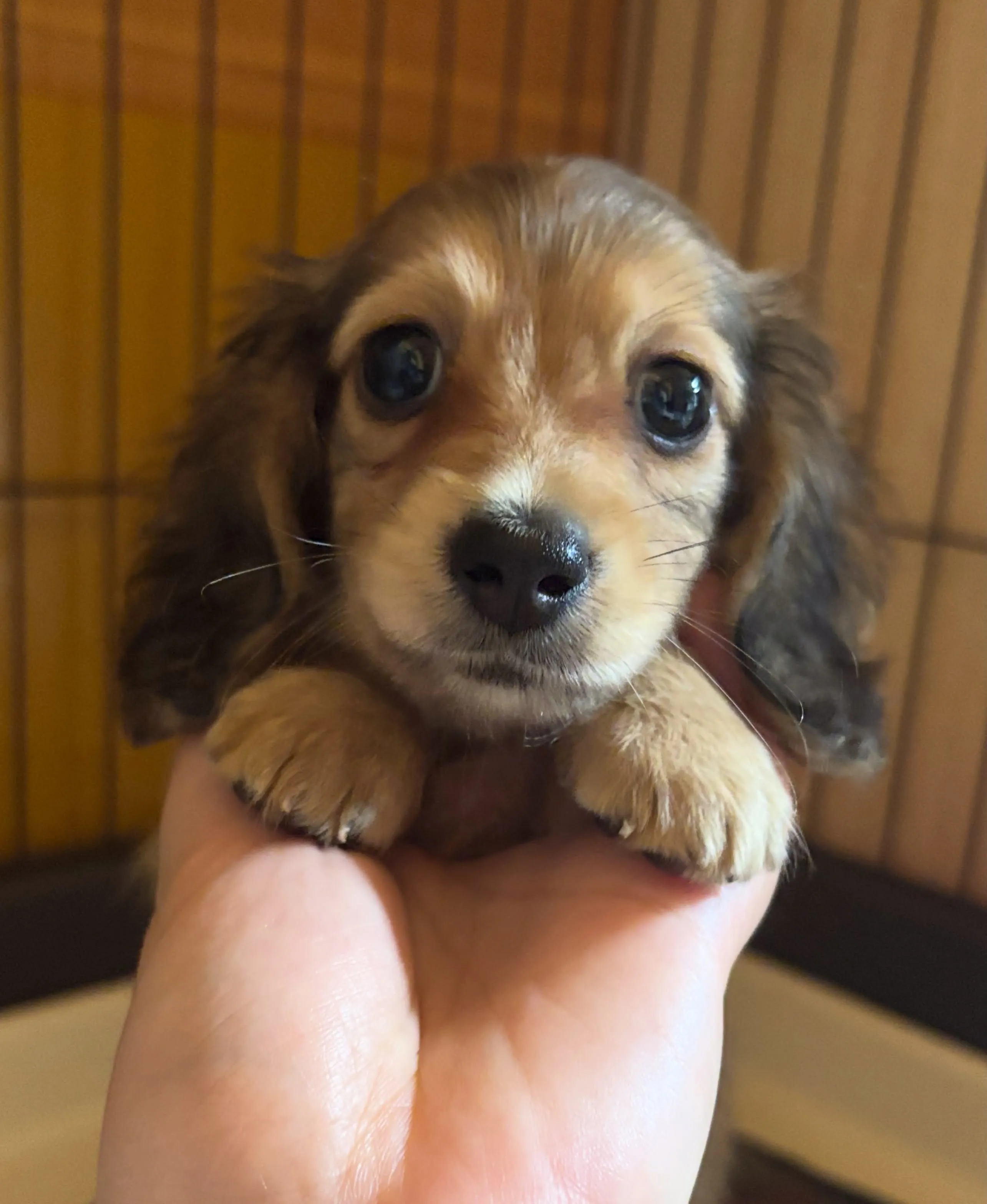 お迎えでした♡(*^▽^*)