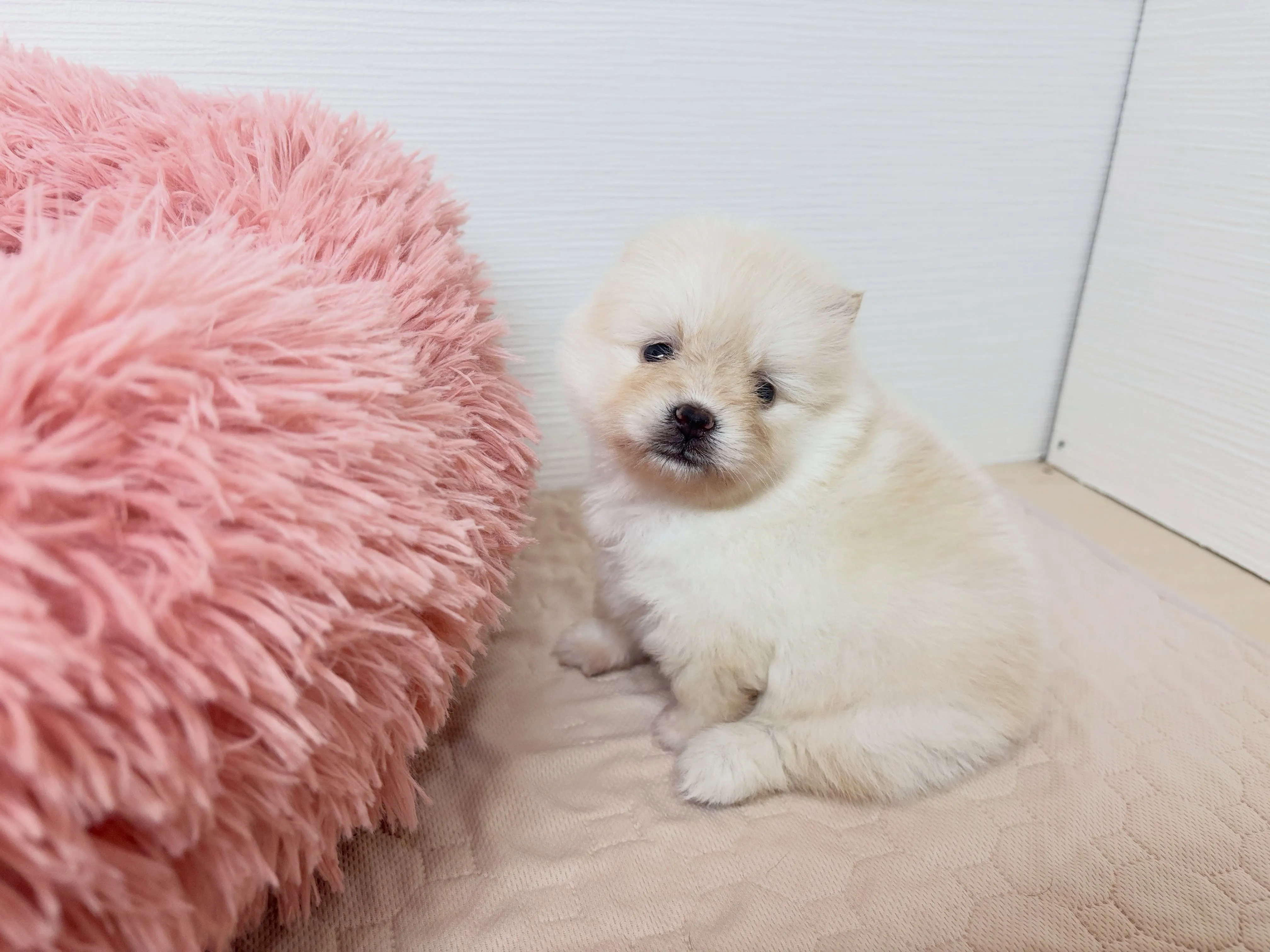 ご家族様募集始めまーす(*´◒`*)