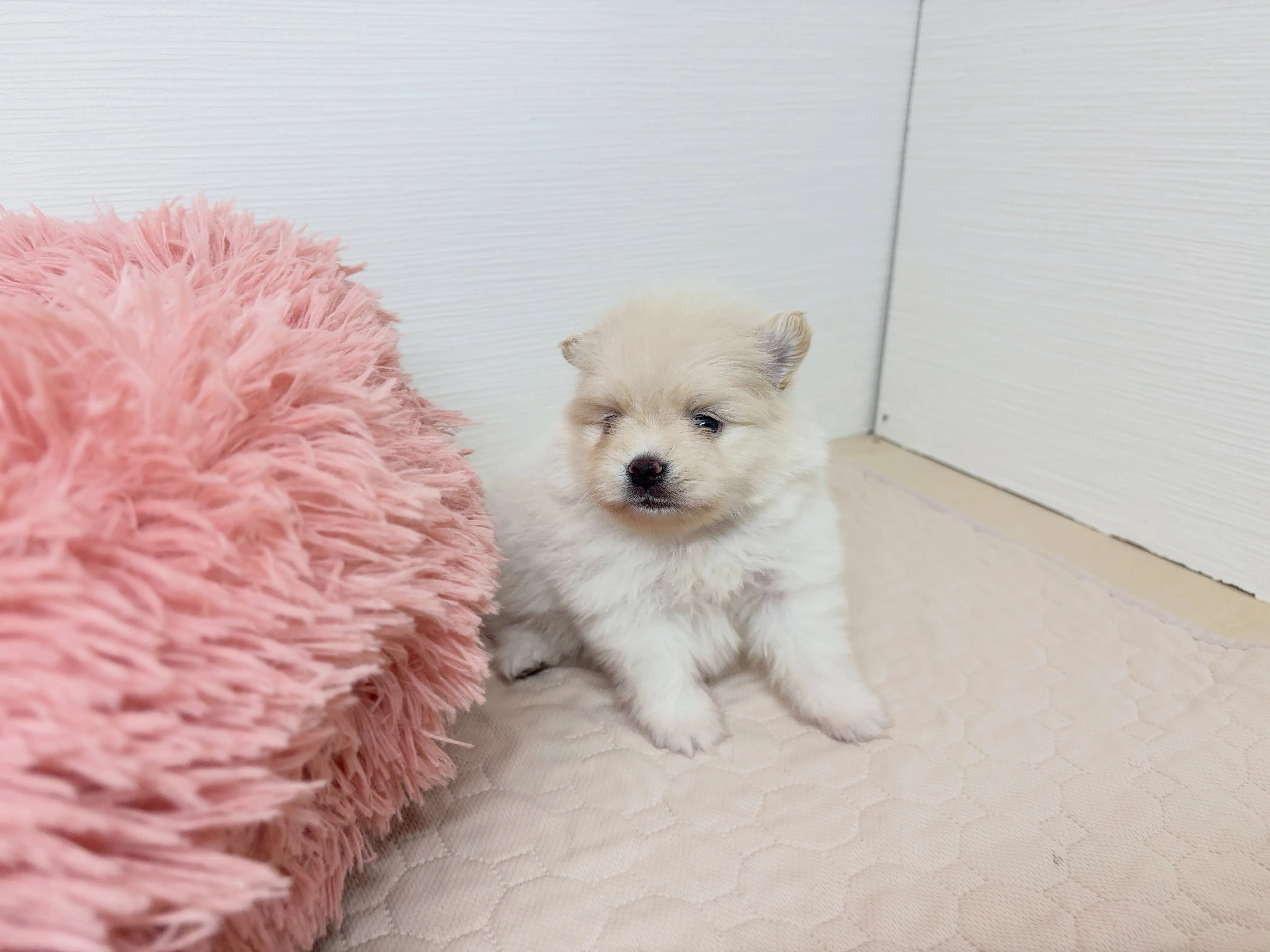 ご家族様募集始めまーす(*´◒`*)