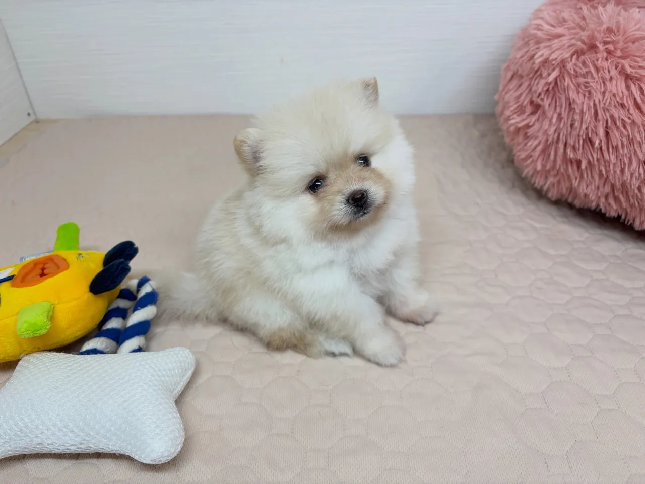 フィーフィーちゃんbabyご紹介①
