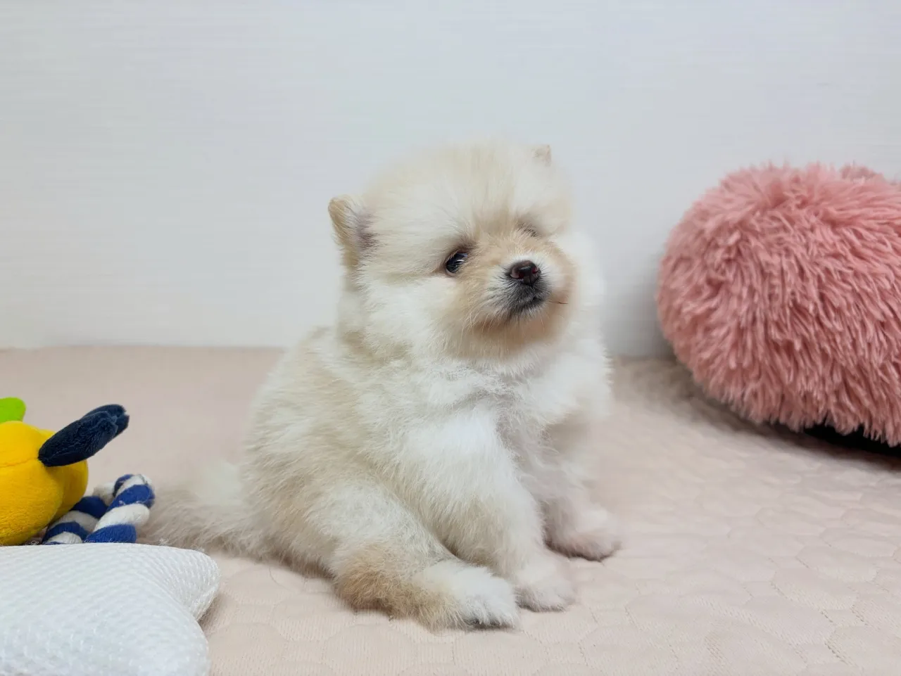 フィーフィーちゃんbabyご紹介①