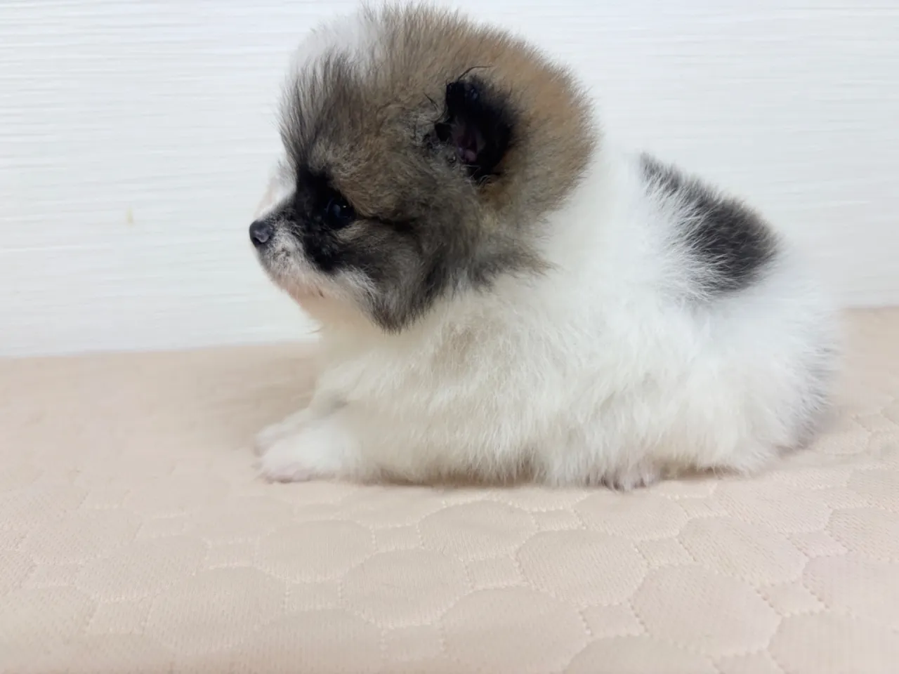 ポメラニアン　男の子