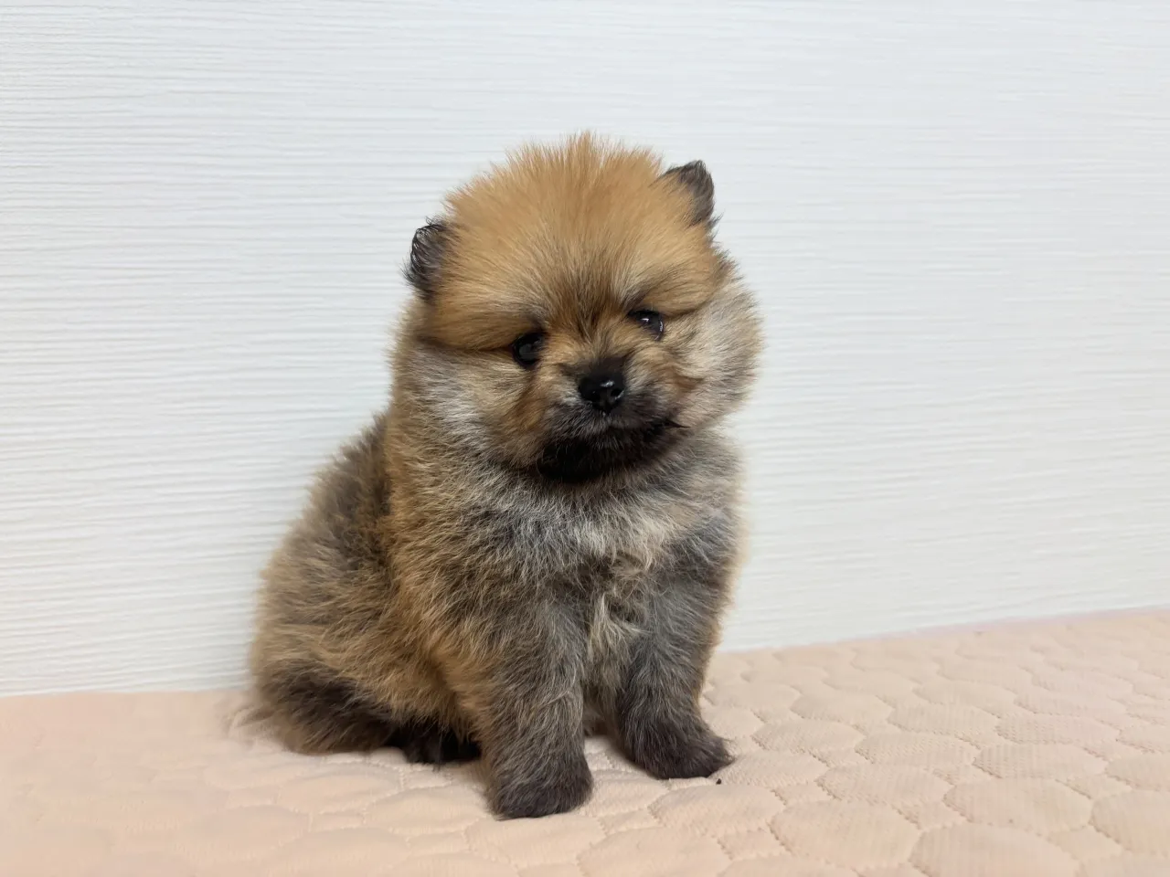 ご家族様募集始めます♡(*´∇`*)