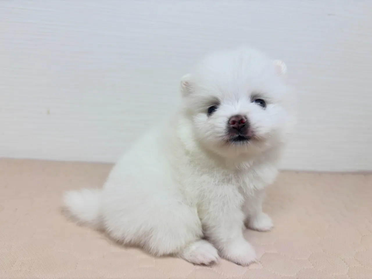 ご家族様募集始めます♡(*´∇`*)
