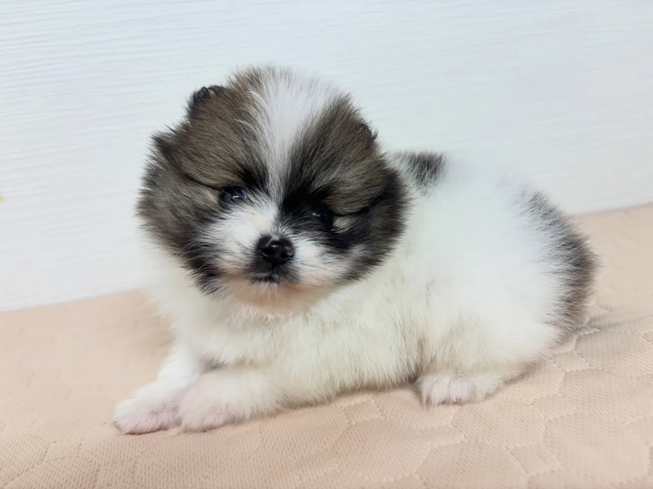 ご家族様募集始めます♡(*´∇`*)