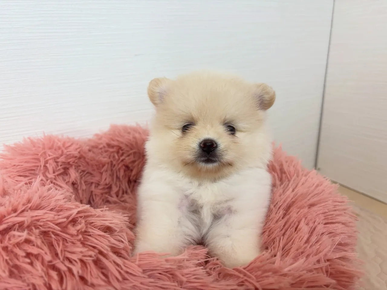 お迎えでしたー(*^ω^*)