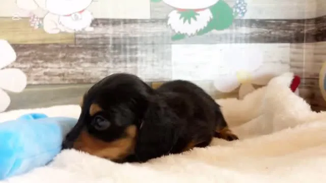 ご家族様募集中です╰(*´︶`*)♪✳︎