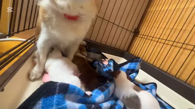 ママは大変です_:(´ཀ`」 ∠):