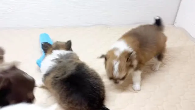 ６匹六色w(￣∇￣)