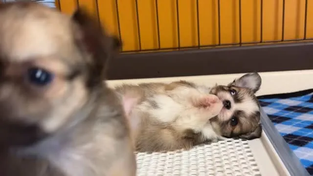 起きよーかなーどーしよーかなー(*´-`)