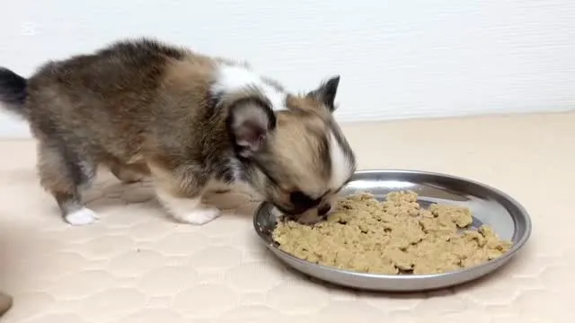 ご飯ですよーみんな集合ー！(*ﾟ▽ﾟ*)