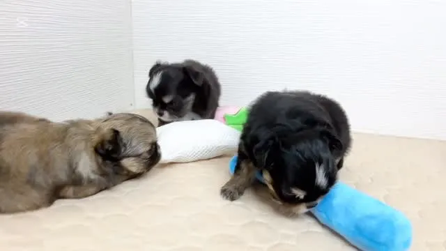 よちよち遊ぼ♡