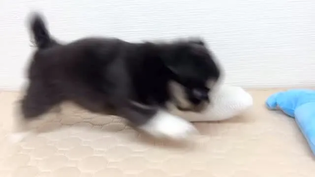 筑後市のるぴなすがご家族様募集していますU・x・U