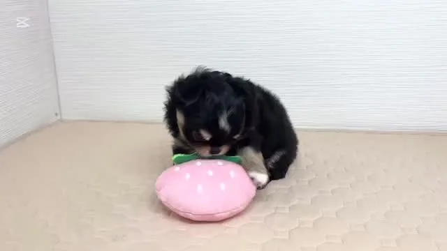 遊ぶのだーいすき！♡