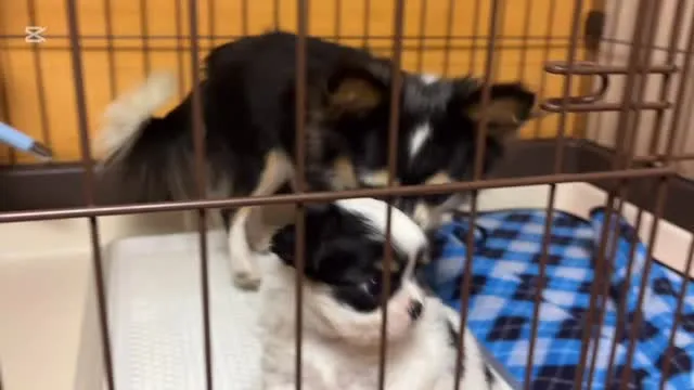 どーしてもかまってほしいの！♡