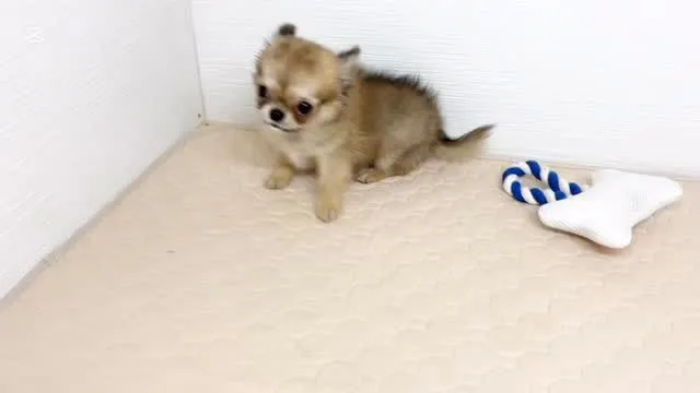 チワワ(ロング)男の子